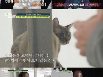 탐정들 고양이 호텔에 맡긴 주인 찾기 나서