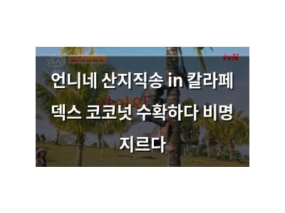 언니네 산지직송 in 칼라페 덱스 코코넛 수확하다 비명 지르다